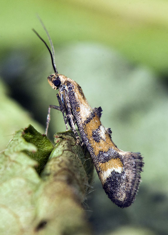 Epermenia (Epermenia) pontificella